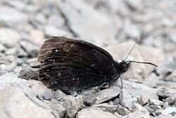 Erebia lefebvrei.jpg