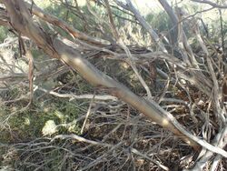 Eucalyptus diminuta bark.jpg