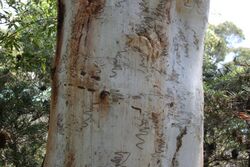 Eucalyptus haemastoma.jpg