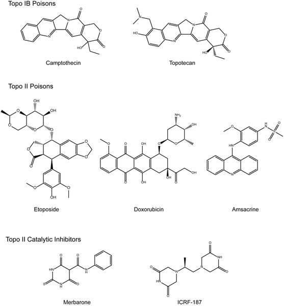 File:Eukaryotic topoisomerase poisons and inhibitors.png