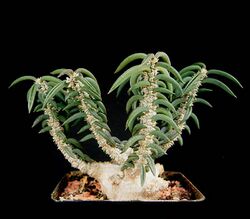 Euphorbia cylindrifolia ssp tuberifera2 ies.jpg