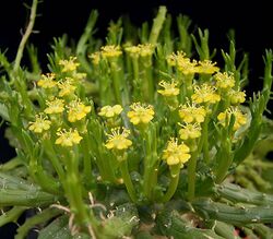 Euphorbia flanaganii2 ies.jpg