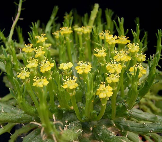 File:Euphorbia flanaganii2 ies.jpg