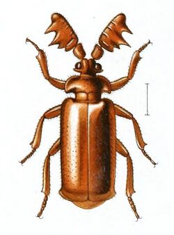 Euplatyrhopalus aplustrifer.jpg