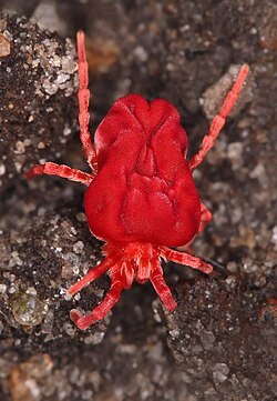 Flickr - Lukjonis - Harvest-bug (Trombidium holosericeum) (1).jpg