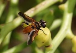 Fly August 2008-1.jpg