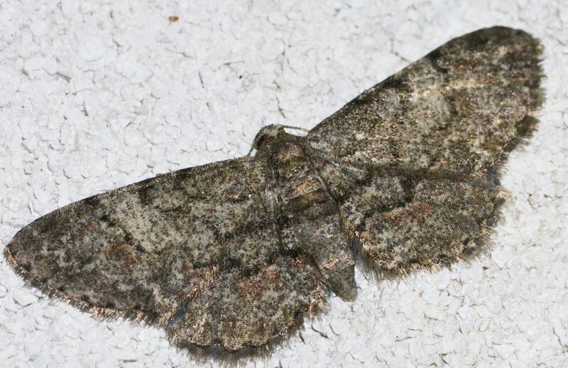 File:Glenoides texanaria – Texas Gray Moth (ID thanks to Ken Childs) (14460504307).jpg