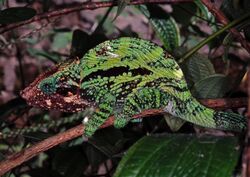 Globe-horned Chameleon (Calumma globifer) (7639148832).jpg