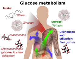 Glucose metabolism.svg