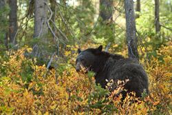 Grand Tetons black bear.jpg