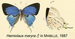 Hemiolaus maryra Mabille1887OD.jpg