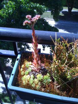 Hens and Chicks Mature Stalk.jpg