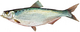 Hickory shad (Duane Raver).png