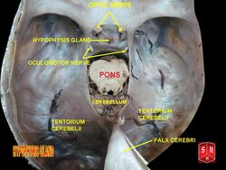 Hypophyseal gland.jpg