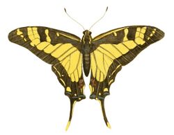 Illustrations of Exotic Entomology Papilio Thyastes.jpg