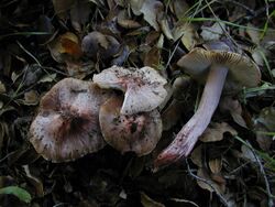 Inocybe adaequata Britzelm 340.jpg