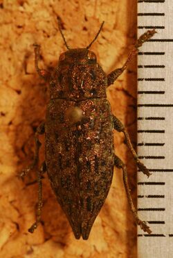 Jewel Beetle (Dicerca tenebrosa) (8275135288).jpg