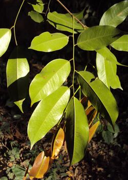 Kingiodendron pinnatum.jpg