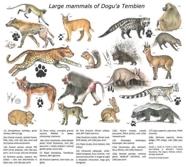 Large mammals of Dogu'a Tembien.jpg