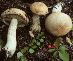 Leccinum areolatum 74559.jpg