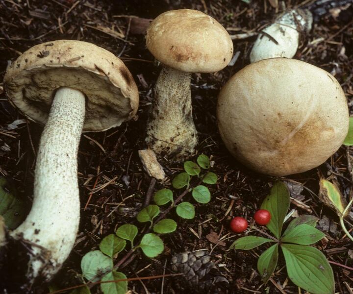 File:Leccinum areolatum 74559.jpg