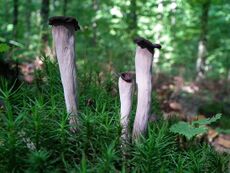 Lejkowiec dęty (Craterellus cornucopioides).jpg