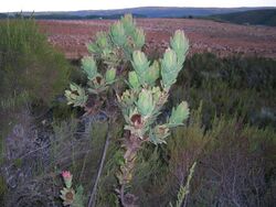 Leucadendron globosum 15442038.jpg