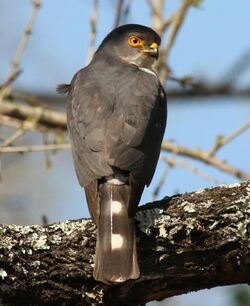 Little sparrowhawk (Accipiter minullus) 02, crop.jpg