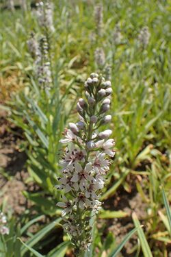 Lysimachia ephemerum kz01.jpg