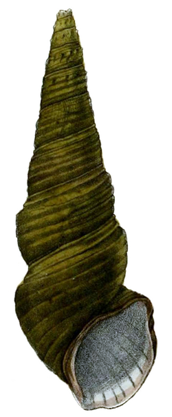 Madagasikara johnsoni shell.png