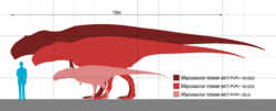 Mapusaurus Scale.svg