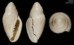 Marginella morelletorum (MNHN-IM-2000-611).jpeg
