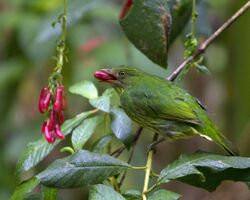 Masked fruiteater (Pipreola pulchra) photographed by devon pike in peru in 2011.jpg