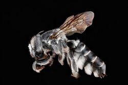 Megachile parallela.jpg