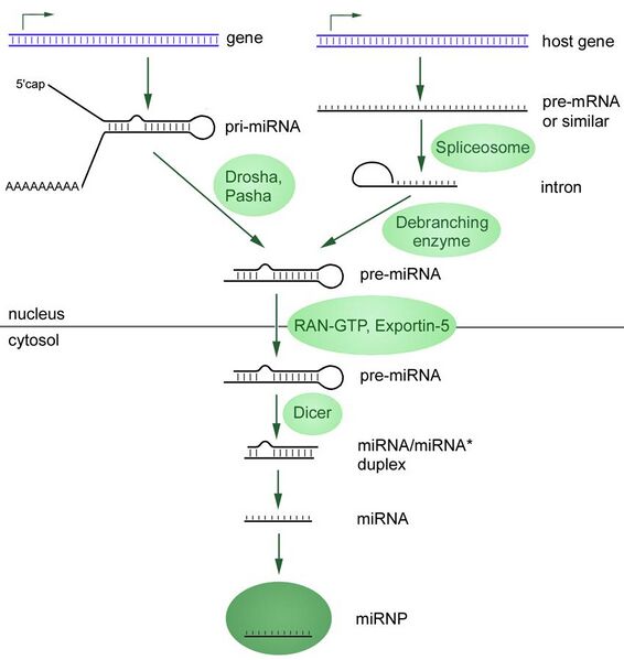 File:MiRNA-biogenesis.jpg