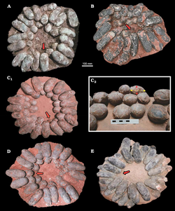 Nanxiong Formation egg clutches.png