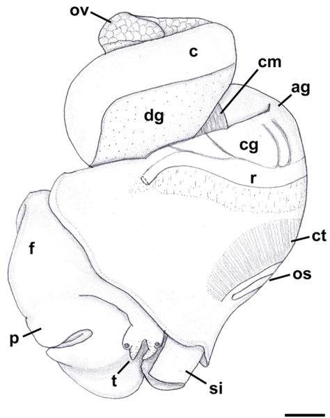 File:Nassodonta dorri anatomy 2.png