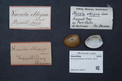 Naturalis Biodiversity Center - ZMA.MOLL.409237 - Ennucula obliqua (Lamarck, 1819) - Nuculidae - Mollusc shell.jpeg