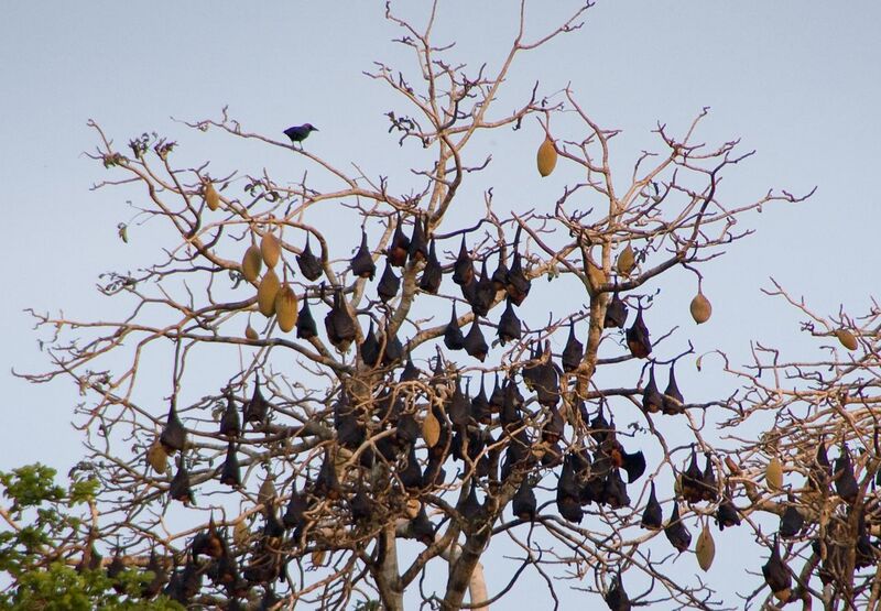 File:Ngezi forest-Bats.jpg