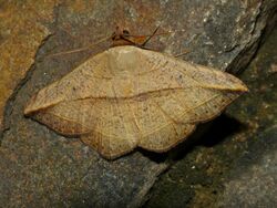 Noctuid Moth (Hypopyra sp. ?) (12951570033).jpg