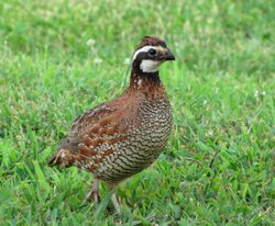 Northern-bob-white-quail-tn1.jpg