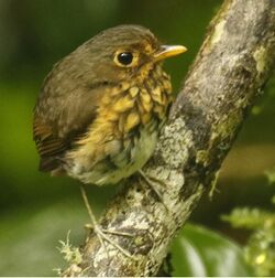 Ochre-breasted Antpitta 2.jpg