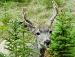 Odocoileus hemionus .jpg