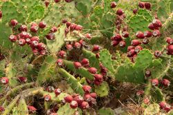 Opuntia stricta - Tenerife 02.jpg