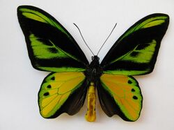 Ornithoptera chimaera charybdis.jpg