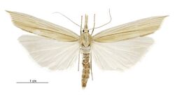 Orocrambus angustipennis female.jpg