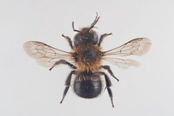 Osmia inermis.jpg