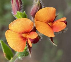 Oxylobium cordifolium (cropped).jpg