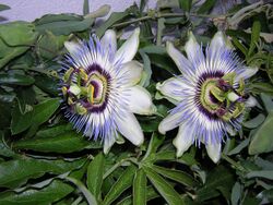 Passiflora c.jpg