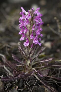 Pedicularis lanata (7833501956).jpg